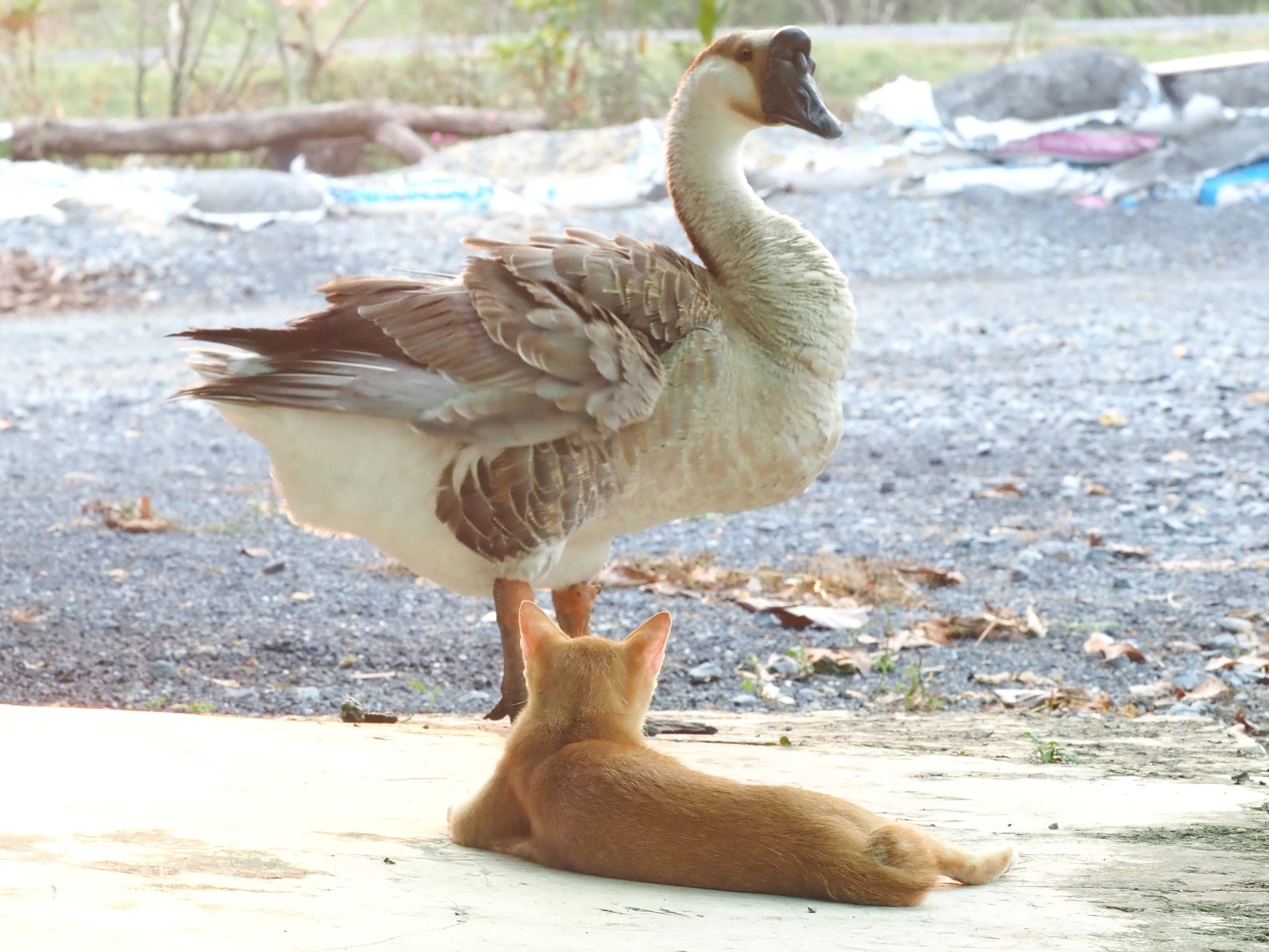 หนูเล่นซน จนเหนื่อย ชักเมื่อยขา 3