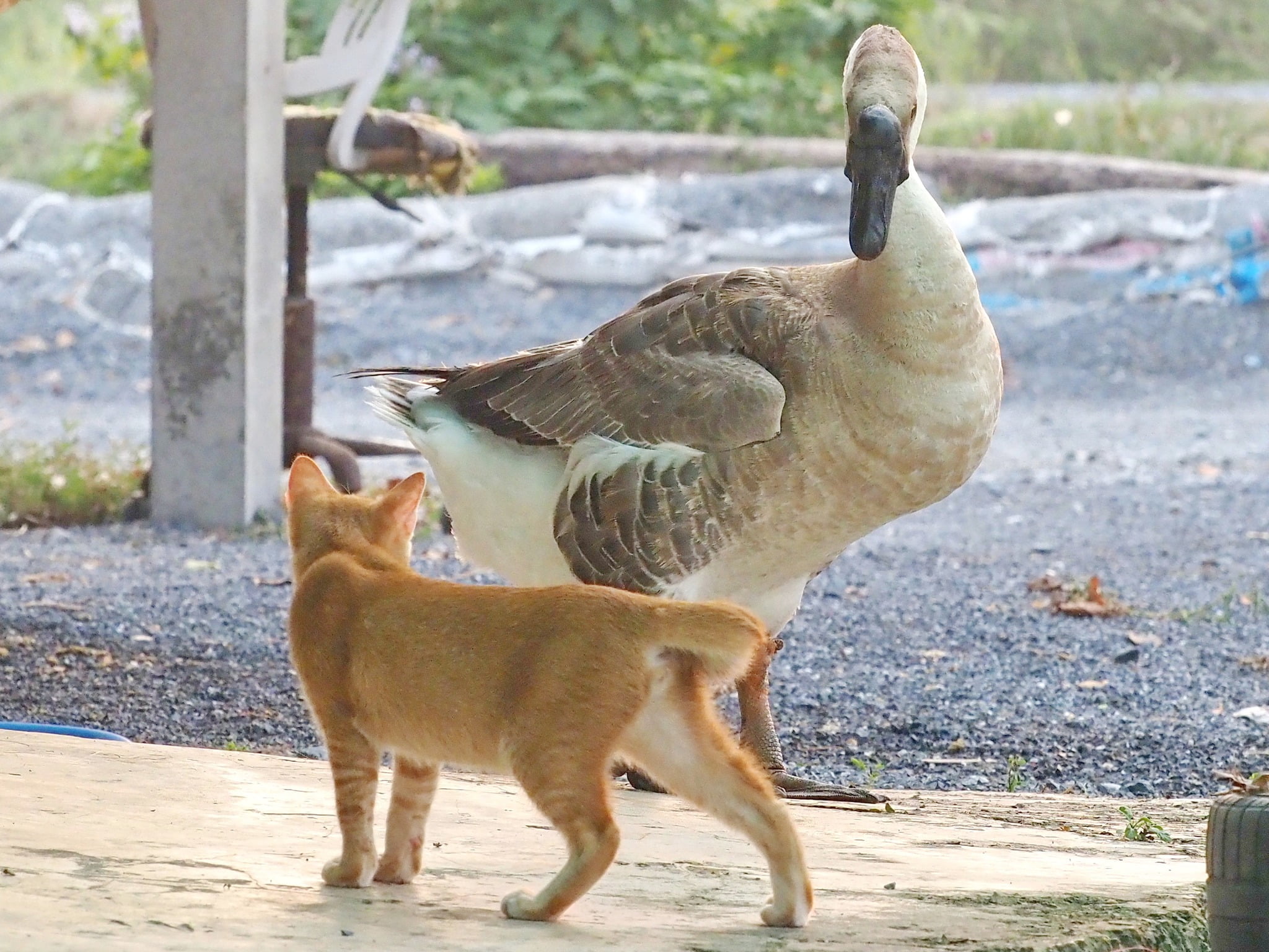 หนูเล่นซน จนเหนื่อย ชักเมื่อยขา 1