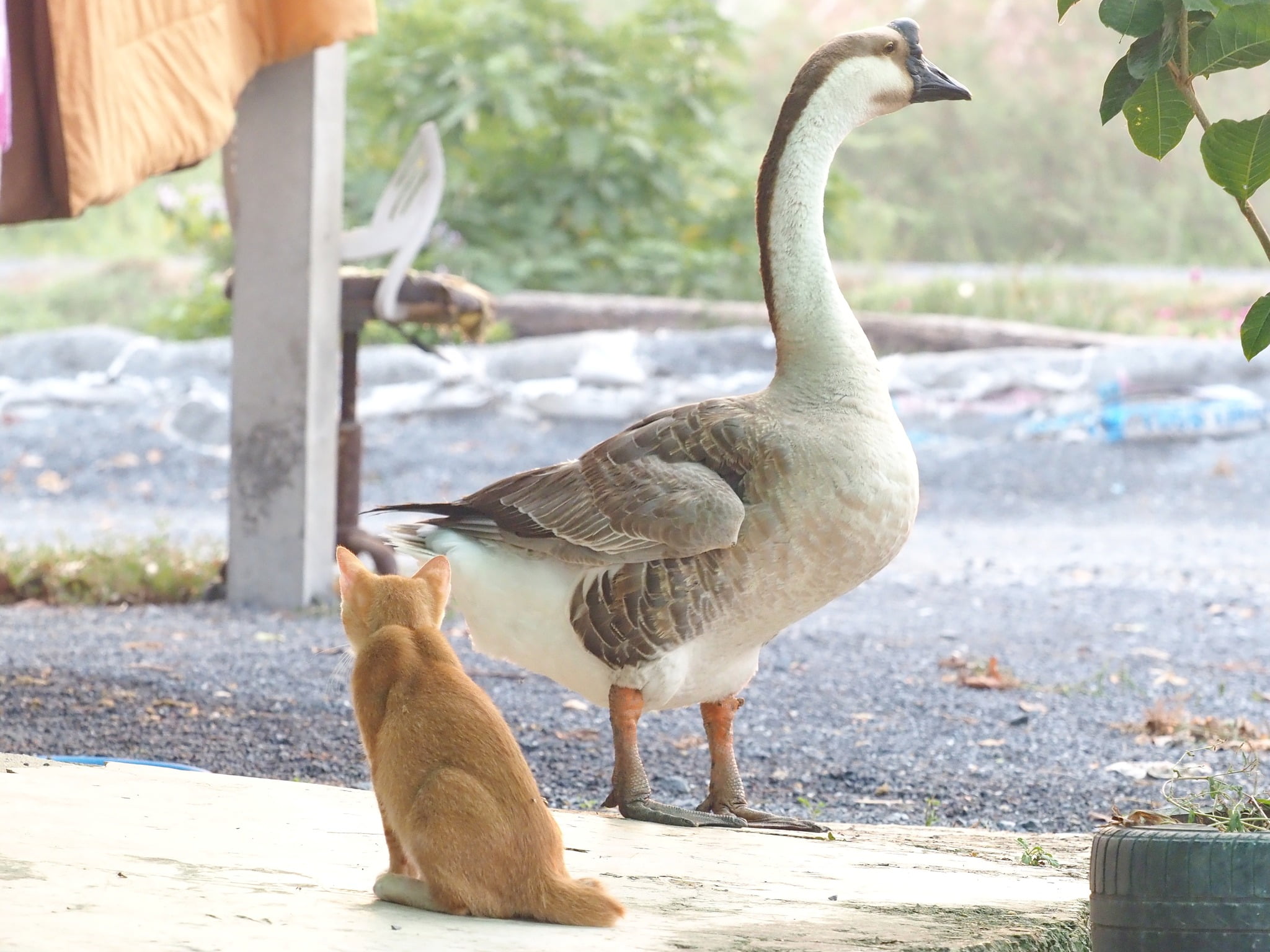หนูเล่นซน จนเหนื่อย ชักเมื่อยขา 2