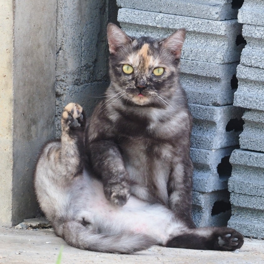 "เป็นสาวบ้านนอกต้องอดทน ร้อนแค่ไหนก็ต้องออกมาทำงาน ในบรรดาพี่น้องหนูเอาถ่านที่สุ 2