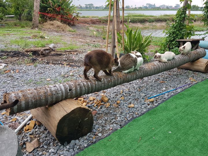 วันนี้เด็ก ๆ มีรถไฟขบวนใหม่ไว้นั่งเล่นกันครับ พอดีมีต้นหมากที่ตายแล้ว พ่อทองมีจึ 1