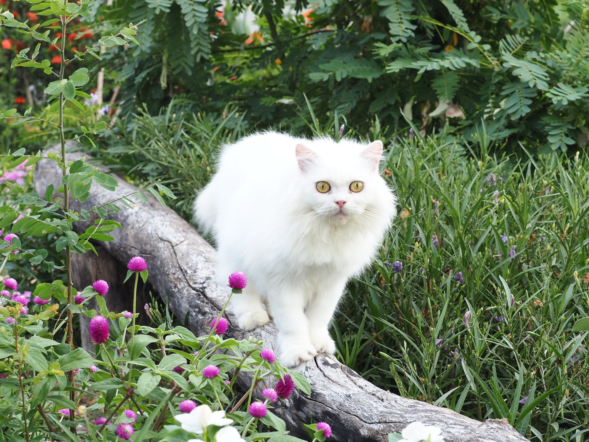 ชมดอกไม้ ชายคลอง ดูท้องทุ่ง 4