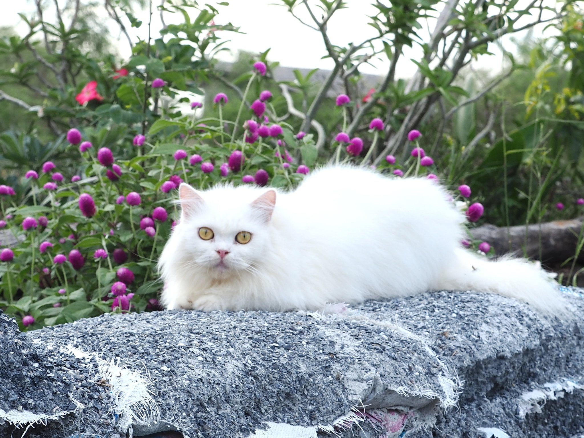 ชมดอกไม้ ชายคลอง ดูท้องทุ่ง 1