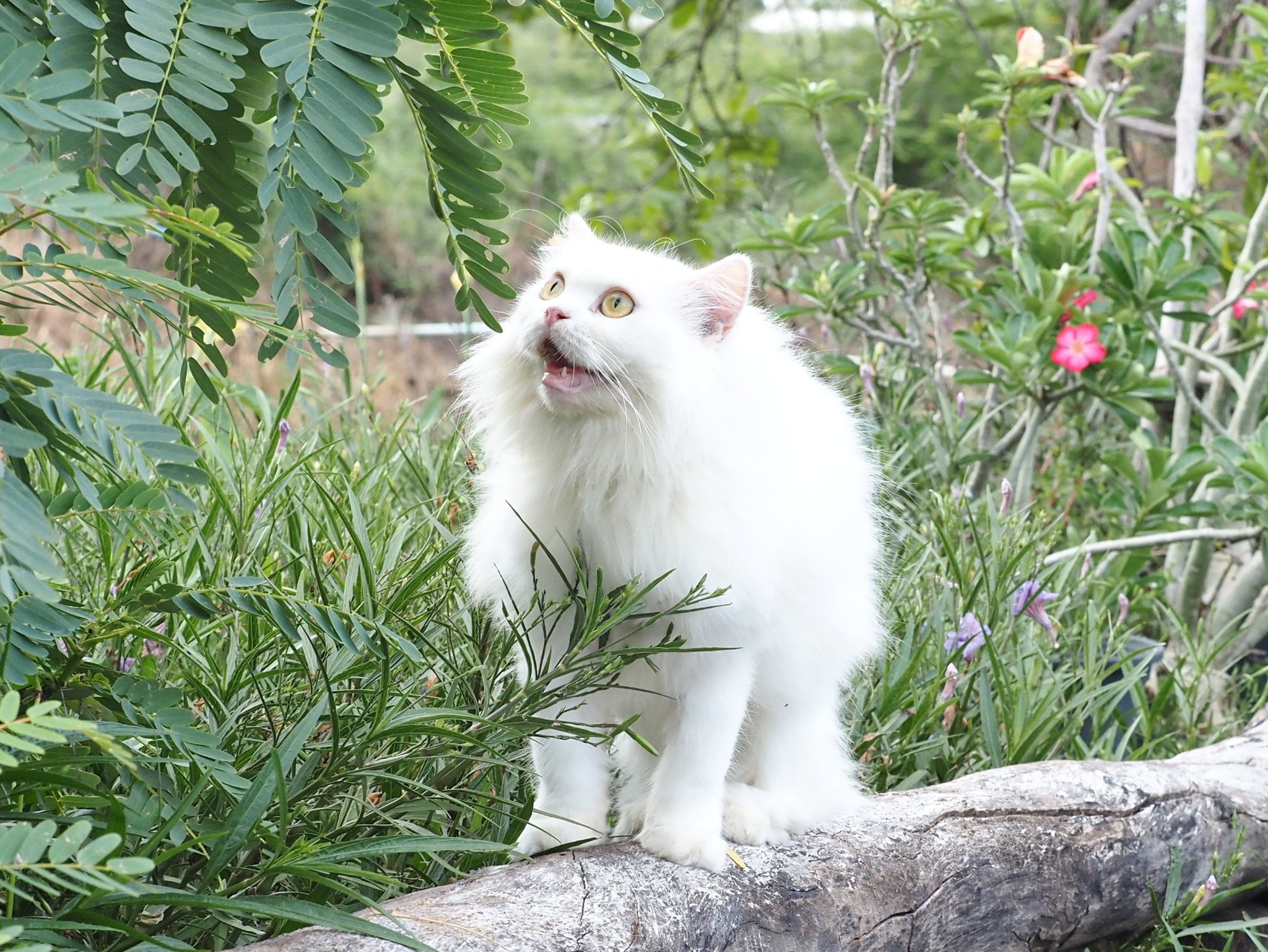 ชมดอกไม้ ชายคลอง ดูท้องทุ่ง 3