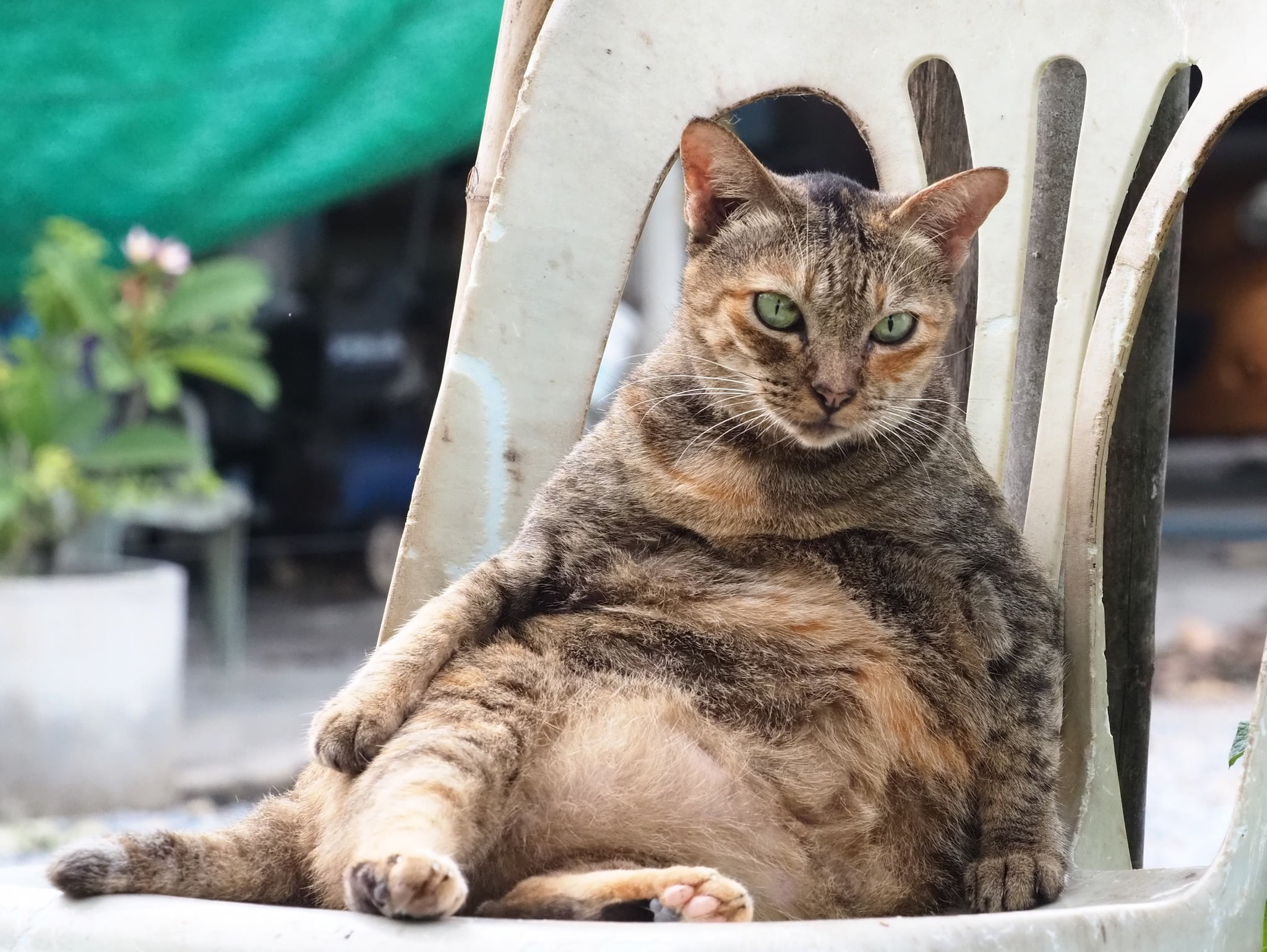เพิ่งเริ่มอวบ ยังไม่อ้วน อย่าด่วนหนี 1