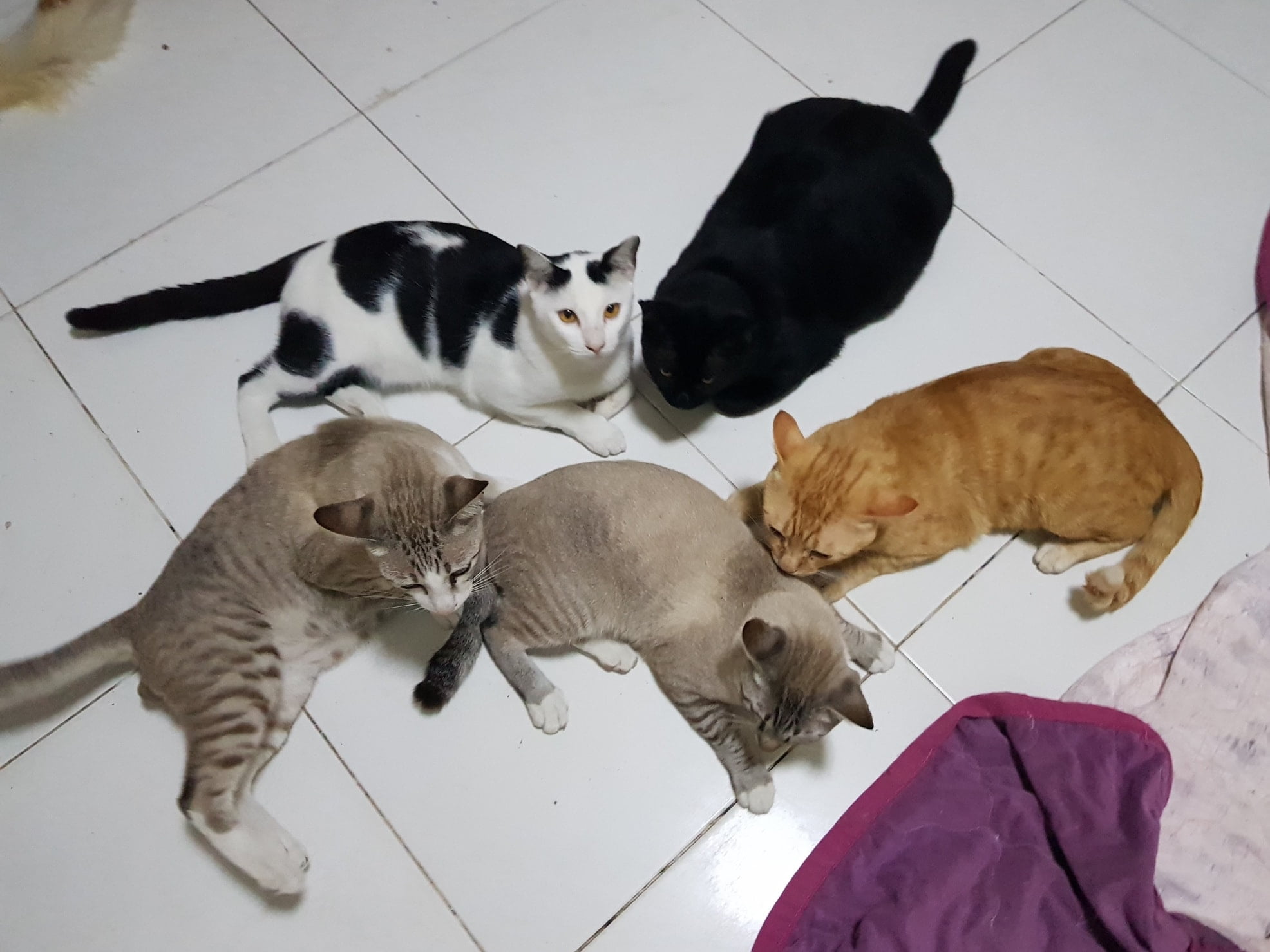 ไปทำธุระวันแรก ตอนนี้กลับถึงบ้านแล้วครับ แก๊งแมวอยู่กันครบ ทำงานเฝ้าบ้านกันดีมาก 2