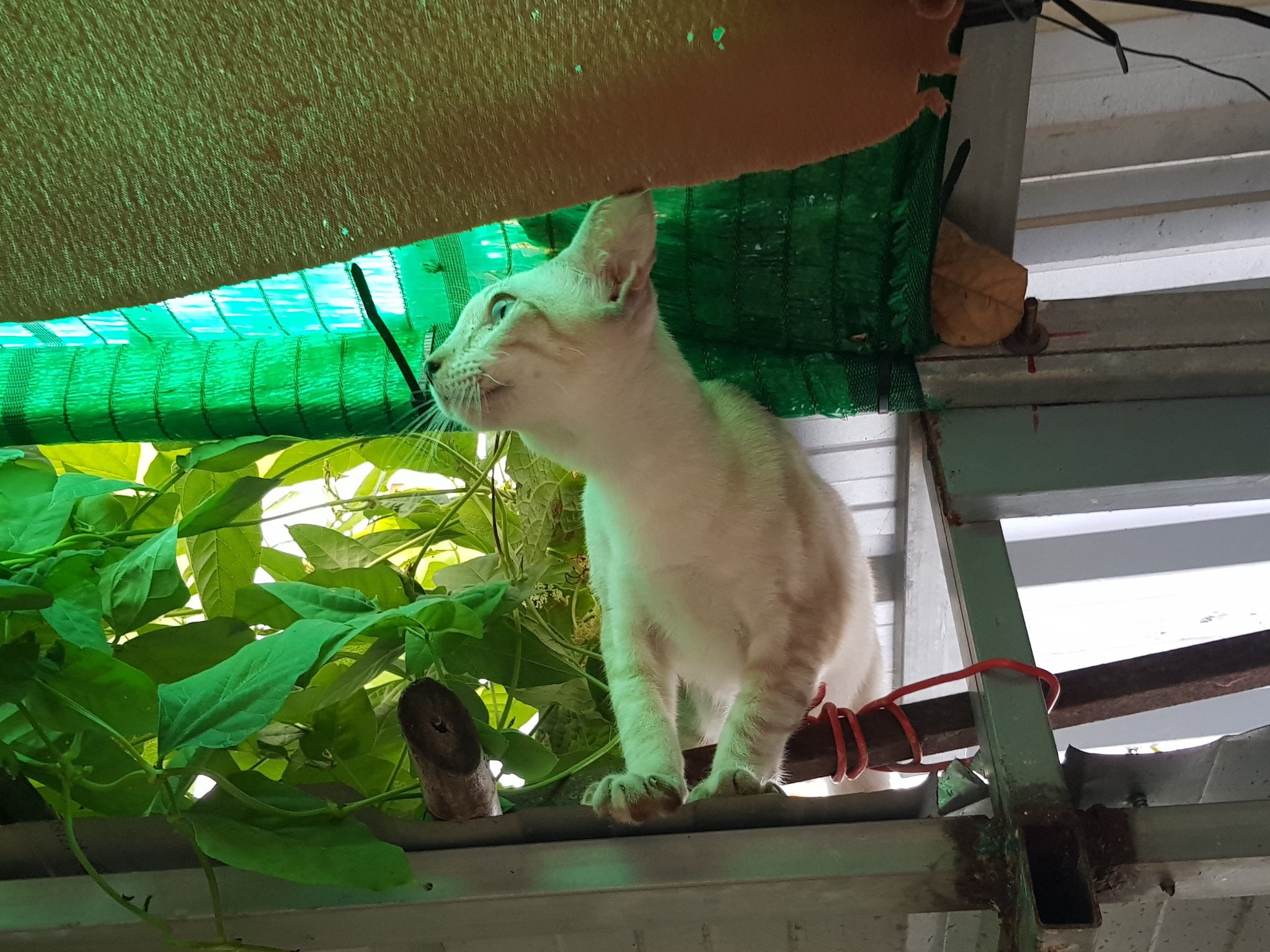 ปีนหลังคา ว่าไป ยังไม่เก่ง 5