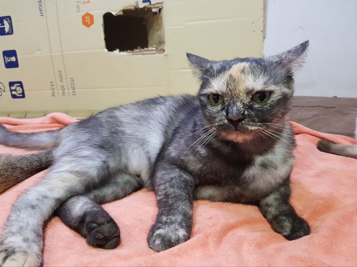 #มะเหมี่ยว เพิ่งเข้าบ้านครับ ตั้งแต่ตอนเย็น ช่วงกำลังจับแก๊งสี่ปลาเข้าบ้าน พอเผล 1