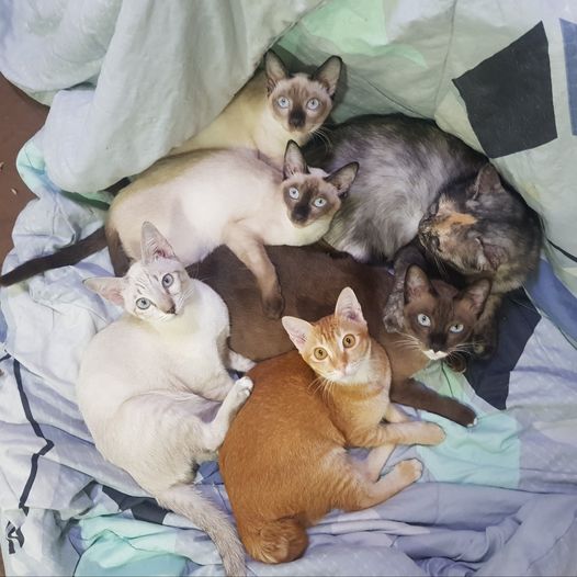 เมื่อคืนตอนดึกกลับถึงบ้าน ทุกอย่างดูปรกติดี แมวห้องหนุ่ม ๆ หลับกันสบาย พอกำลังจะ 1