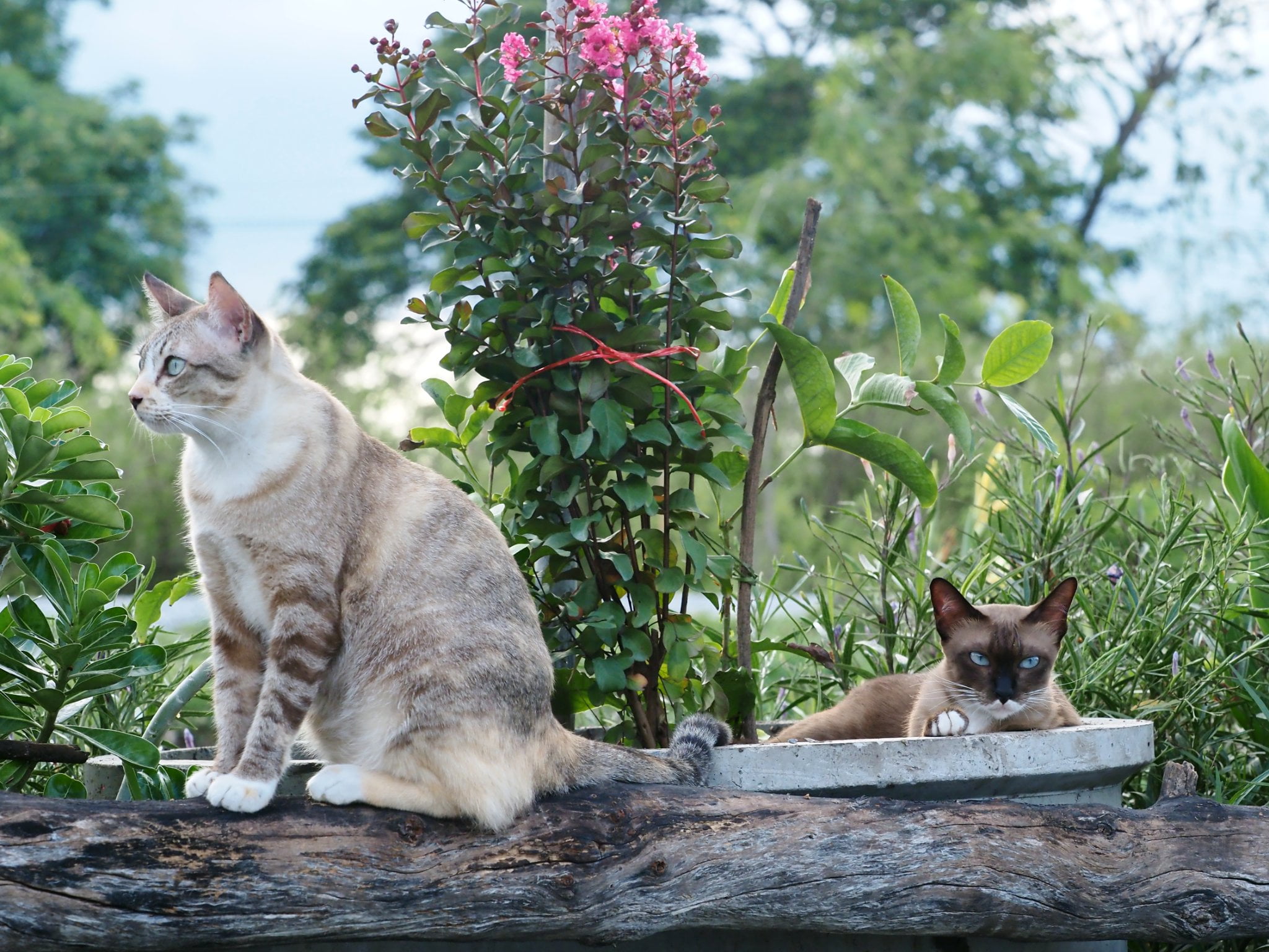 เตรียมสำรวจ ตรวจทุ่ง ถึงรุ่งสาง 2