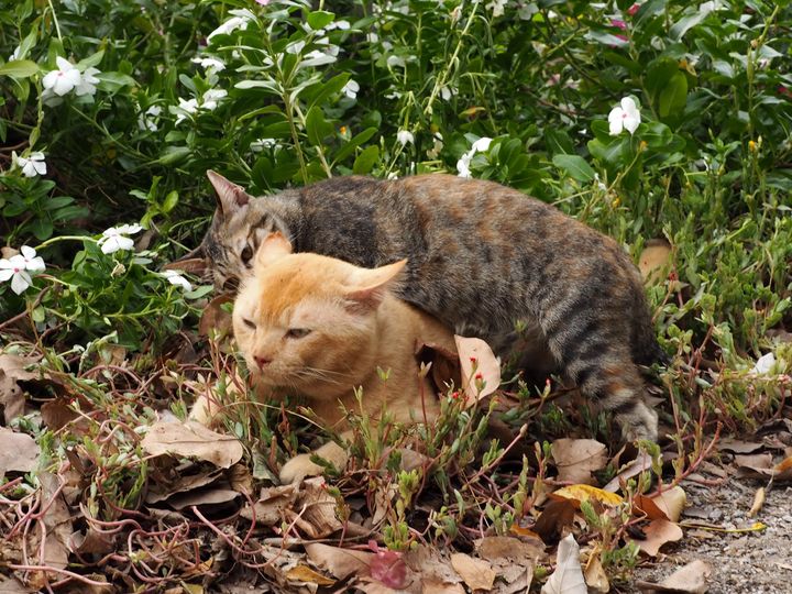 มันเหนื่อยนัก พักกาย ตอนบ่ายคล้อย 1