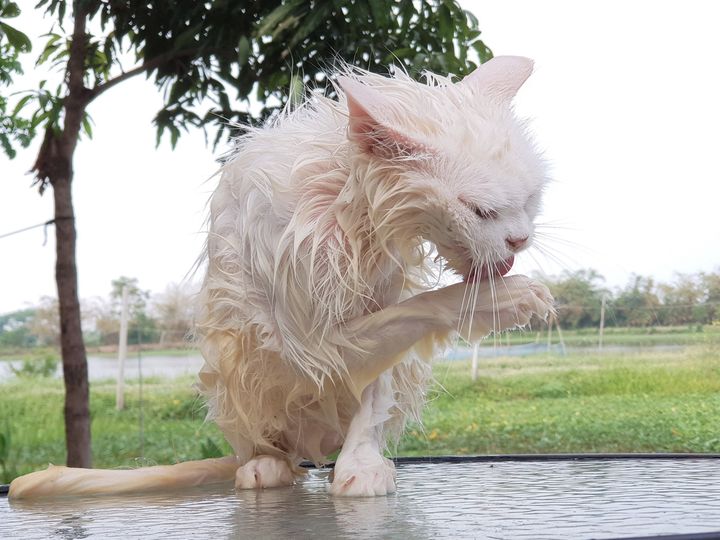 พอสระล้าง สางขน ที่หม่นหมอง 1