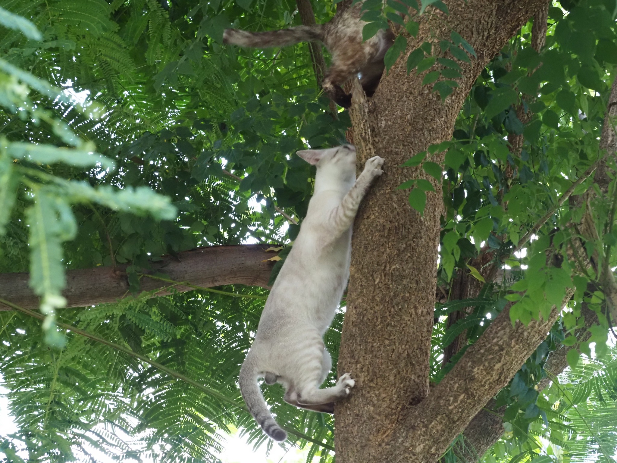 ถ้าบินได้ คล้ายนก จะผกผิน 4