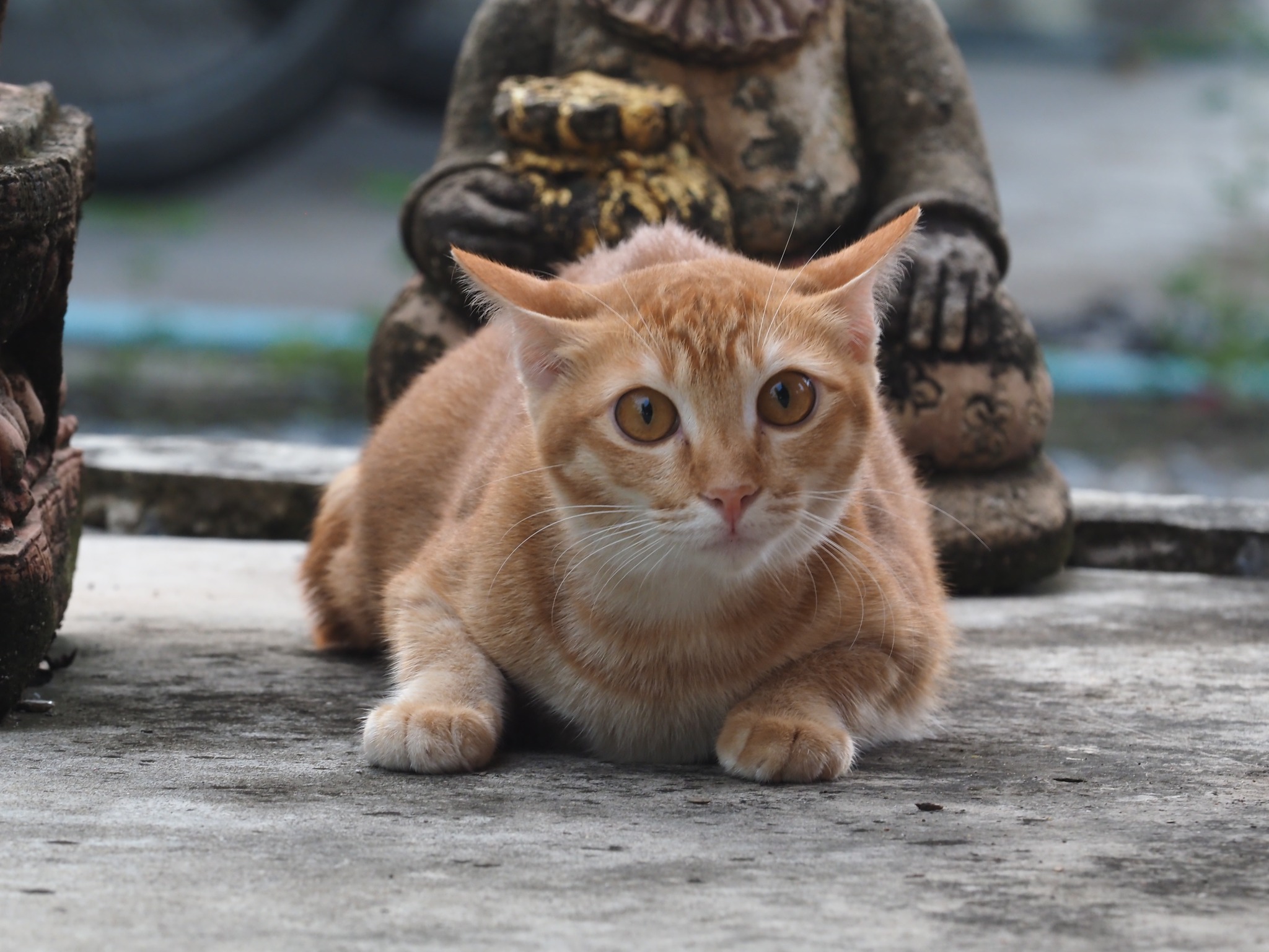 ถ้าบินได้ คล้ายนก จะผกผิน 5