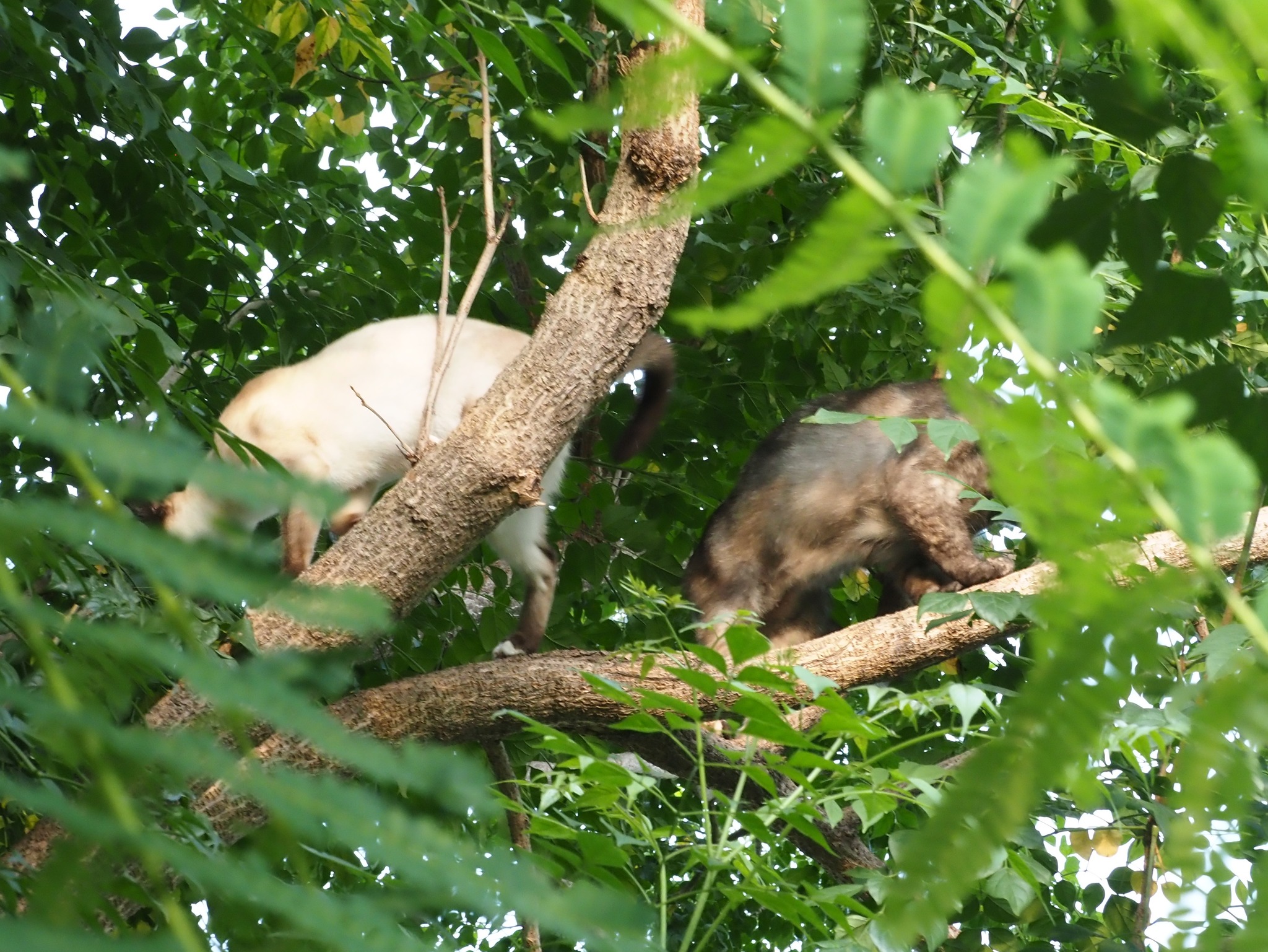 ถ้าบินได้ คล้ายนก จะผกผิน 2