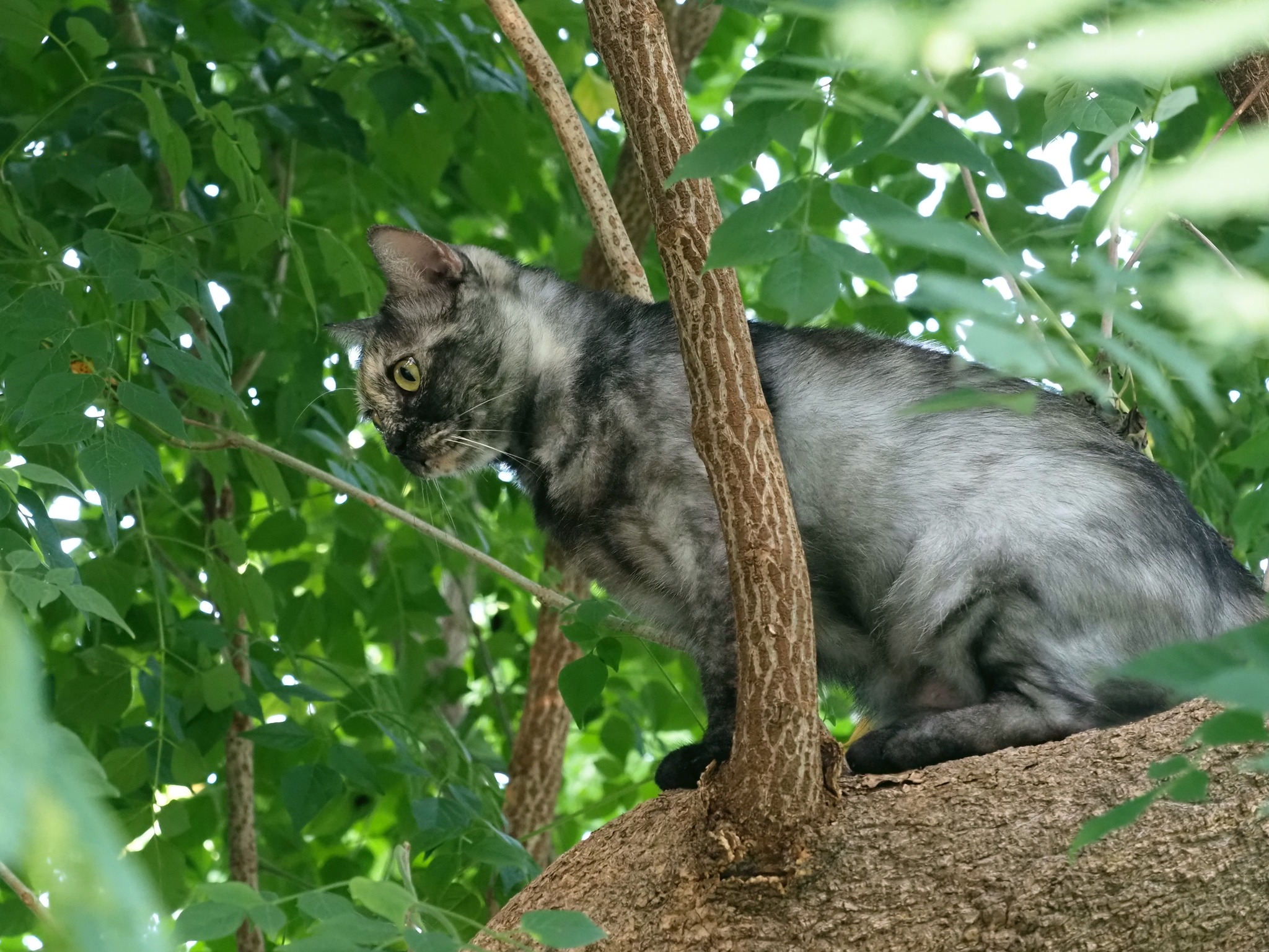 ถ้าบินได้ คล้ายนก จะผกผิน 1