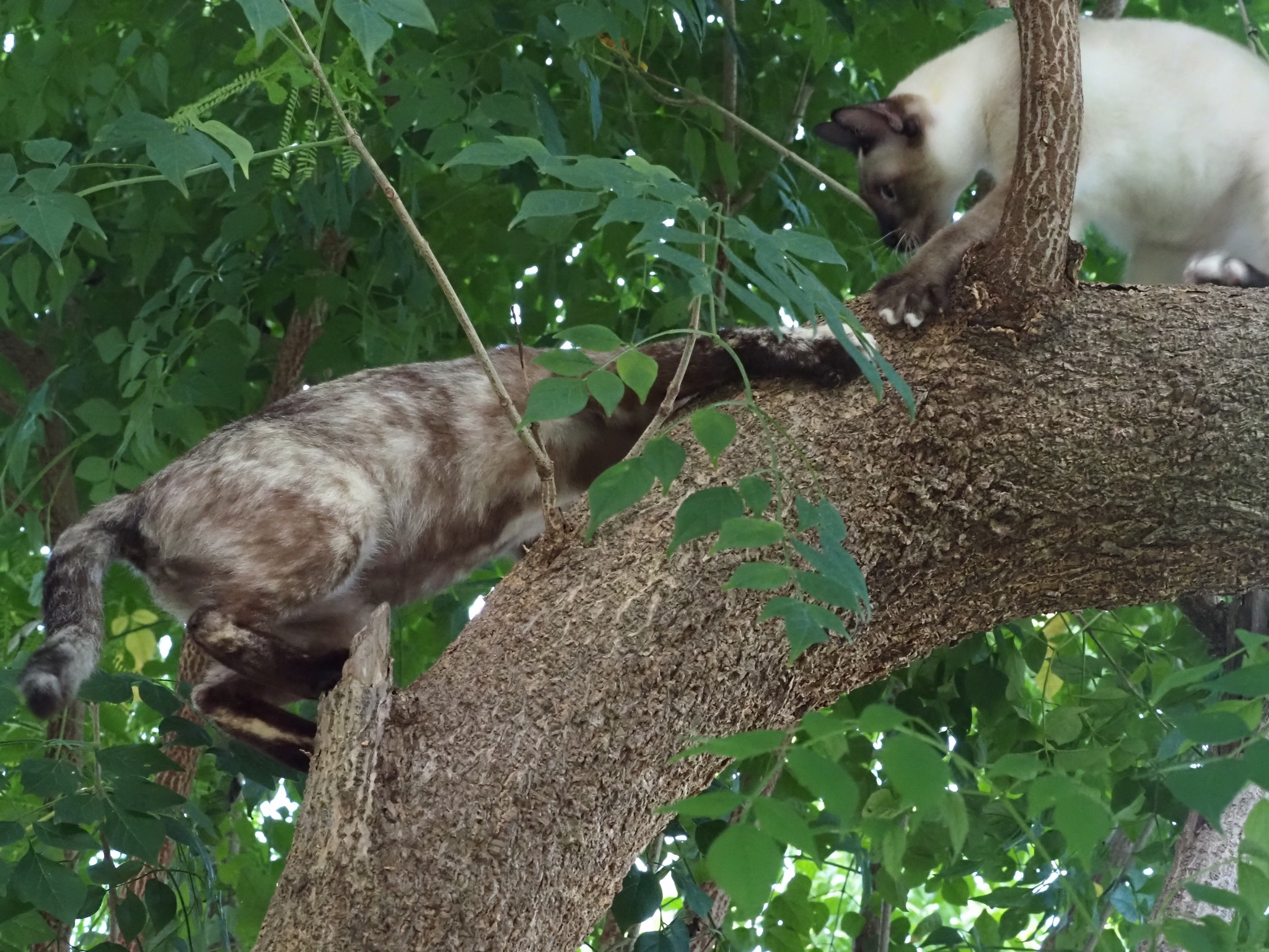 ถ้าบินได้ คล้ายนก จะผกผิน 3