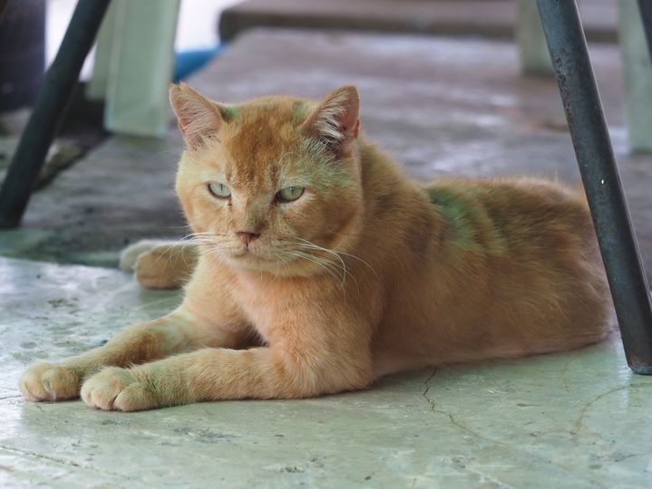 ไม่ได้โพสต์กลอนกับแมวมาหลายวัน พรุ่งนี้กลับมาโพสต์ตามปรกติครับ 1