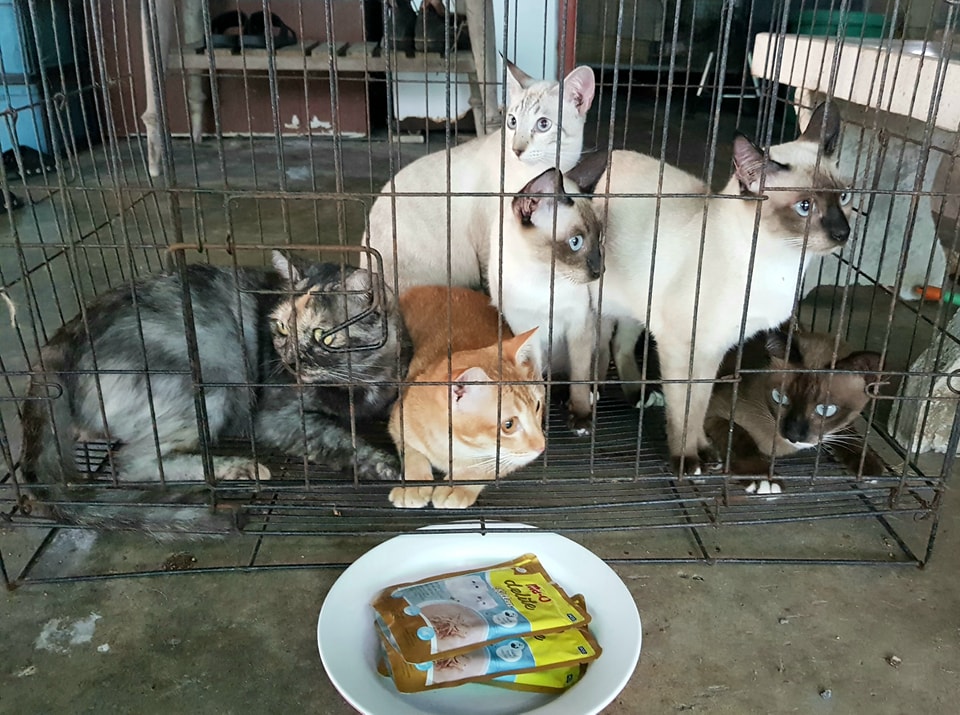 แก๊งขาประจำ พอเรียกเข้าบ้านก็เตรียมจะหนีขึ้นหลังคา แต่เพราะเห็นแก่กิน พ่อทองมีเอ 1