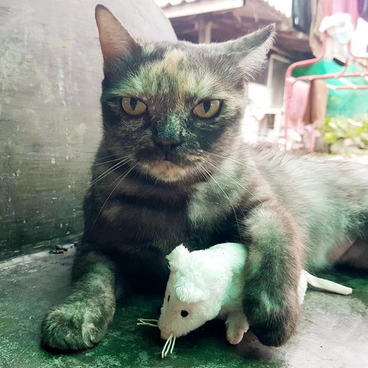 "หนูเน่าหายหมดค่ะ เหลือหนูเน่าขาวตัวเดียวพ่อยังจะหวงอีกค่ะ!" 1