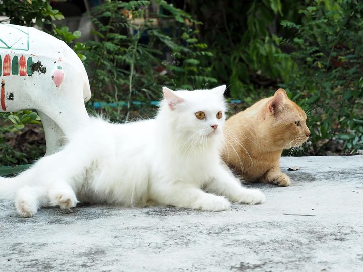 เจ้าท้องแรก แปลกหน่อย อย่าพลอยเศร้า 1