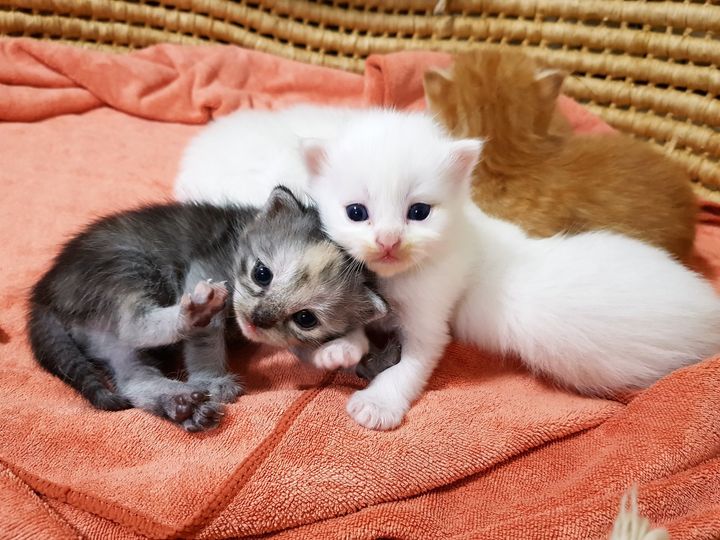 พ่อเราหาย บ่ายค่ำ คอยร่ำหา 1