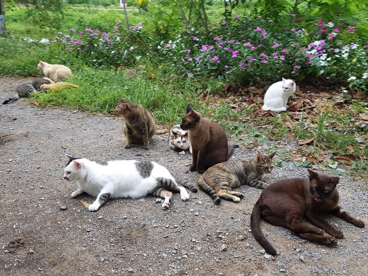 เสียงชามเคาะ เพราะจัง เราฟังรู้ 1