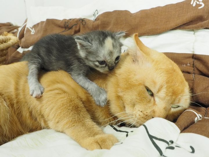 หนูตื่นนอน ก่อนใคร เลยใจหวิว 1