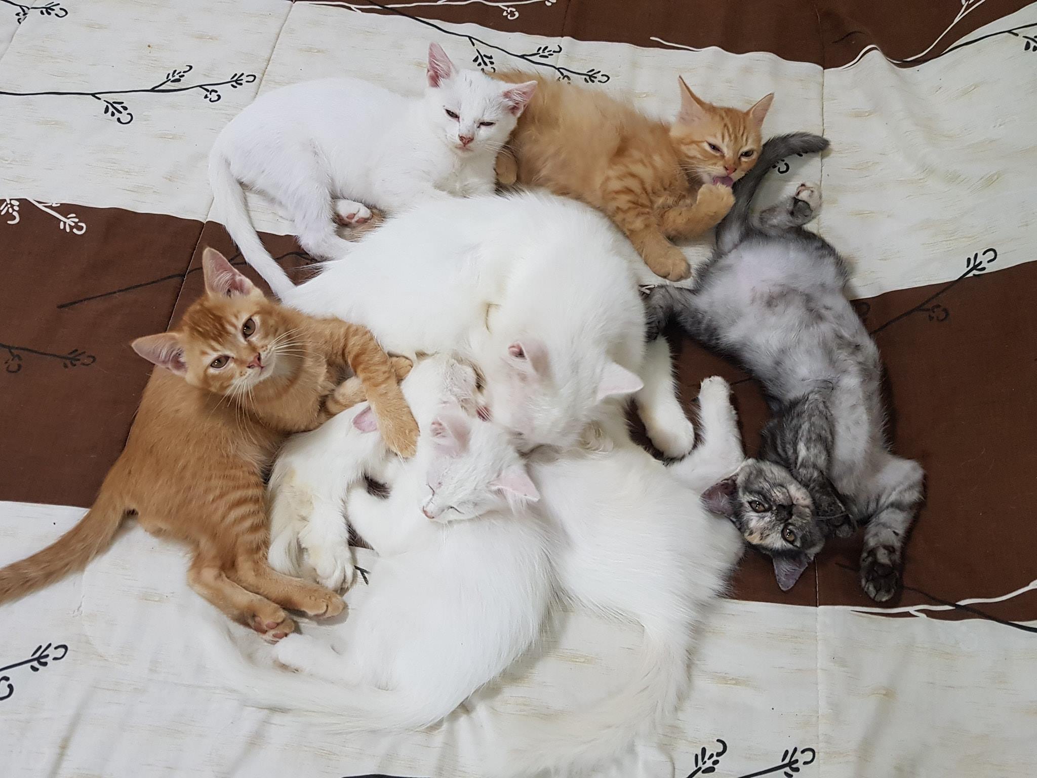 มะลิออก ดอกช่อ ต้องรอช้า 3