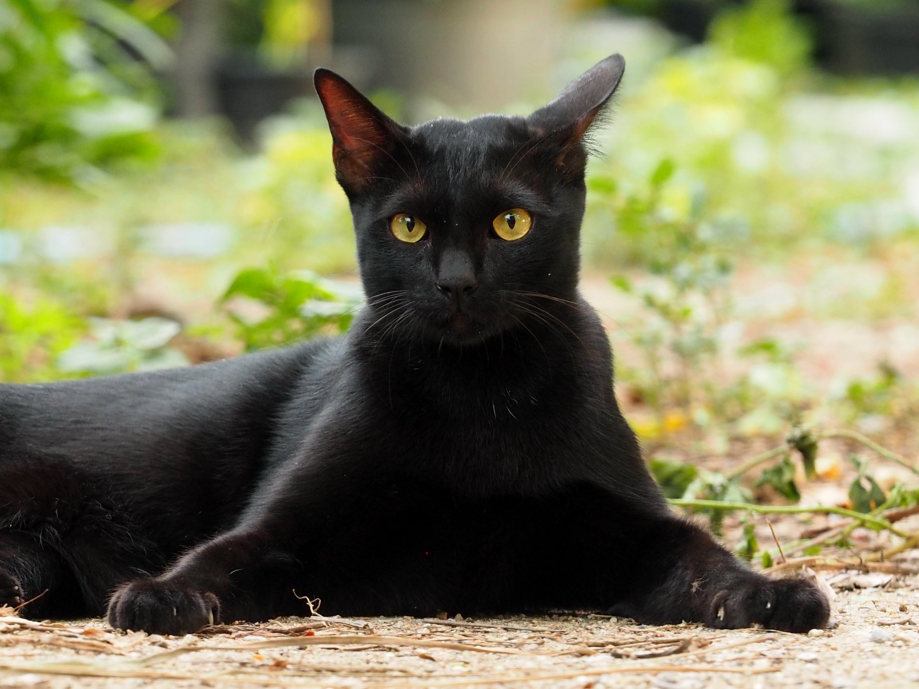 จะตั้งแก๊ง แบ่งกลุ่ม พวกหนุ่มคล้ำ 1