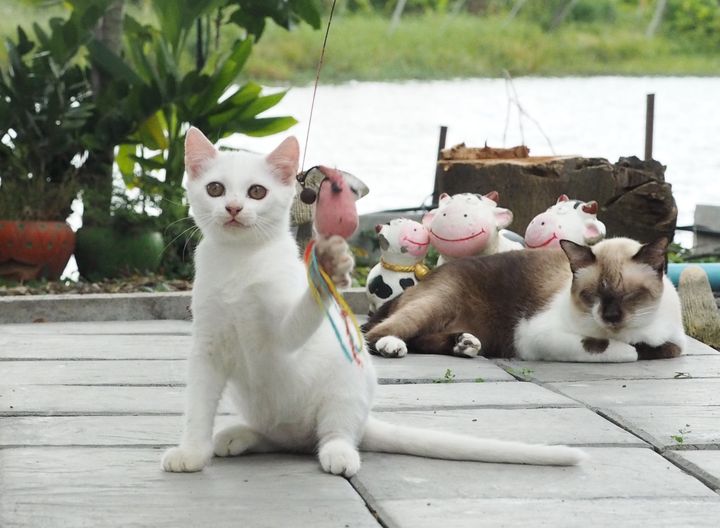 ออกกำลัง วังชา เวลาเช้า 1