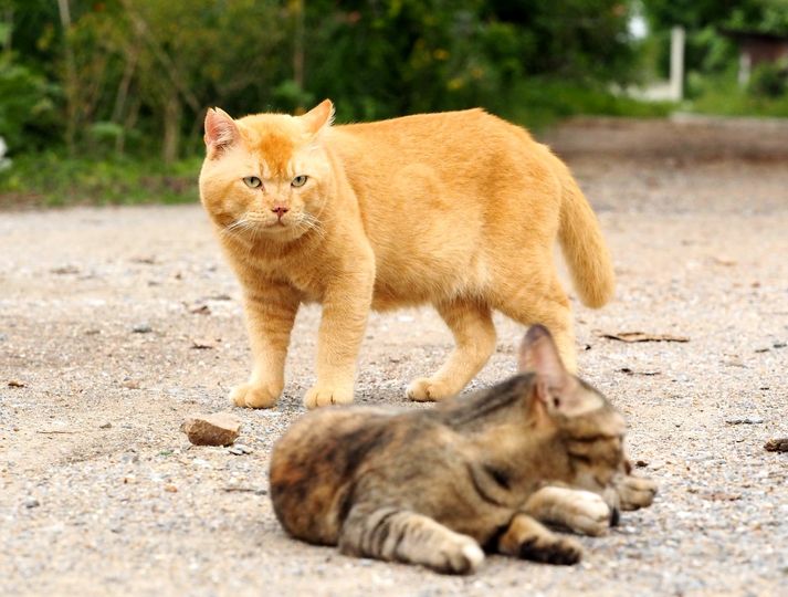 ลมก็พัด ลัดพลิ้ว ให้หวิวหวั่น 1