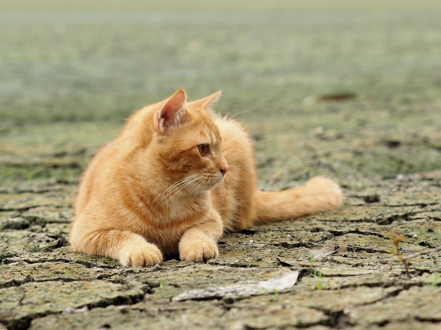 น้ำเคยนอง คลองแล้ง พอแห้งผาก 1