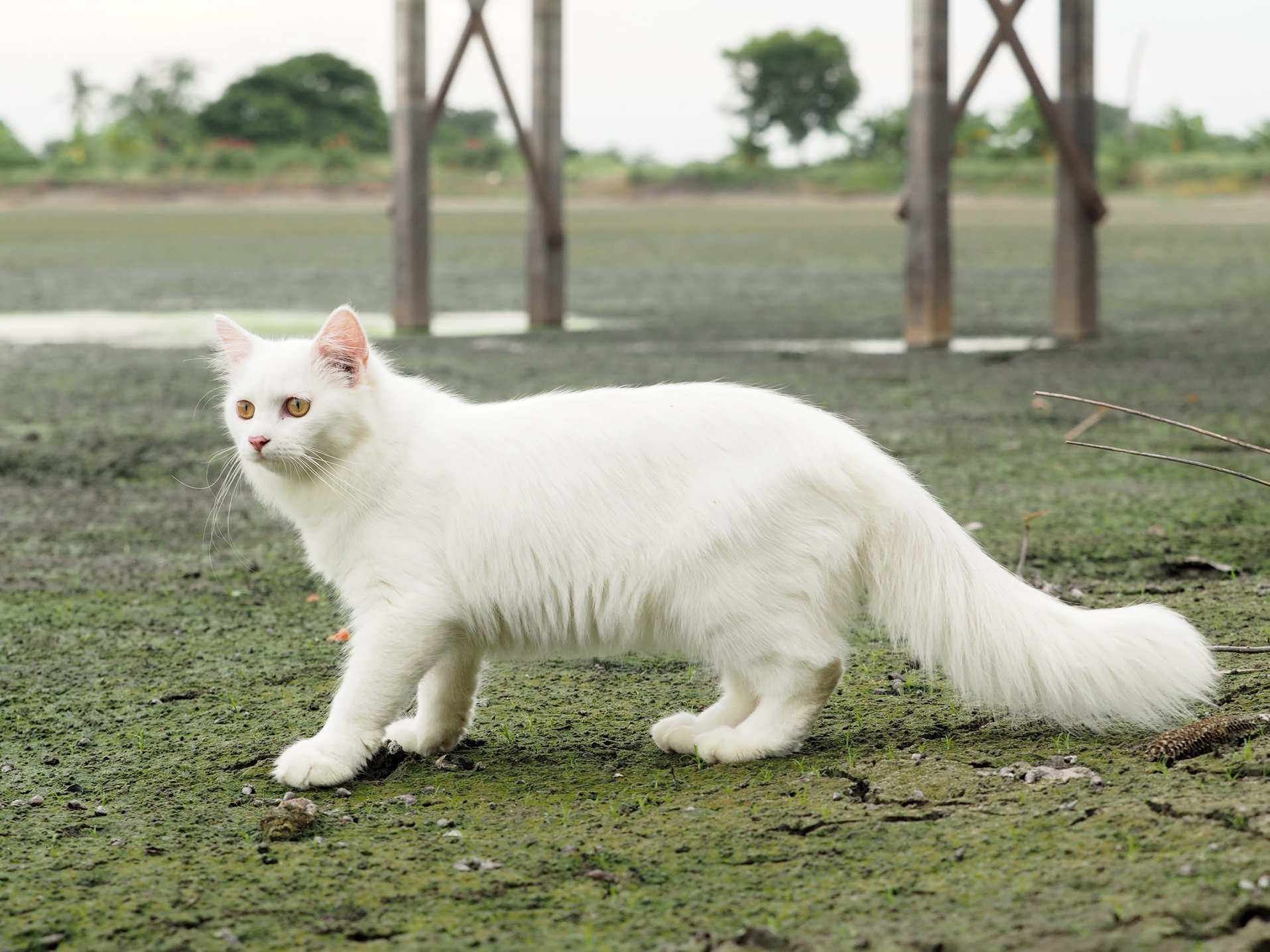 น้ำเคยนอง คลองแล้ง พอแห้งผาก 3