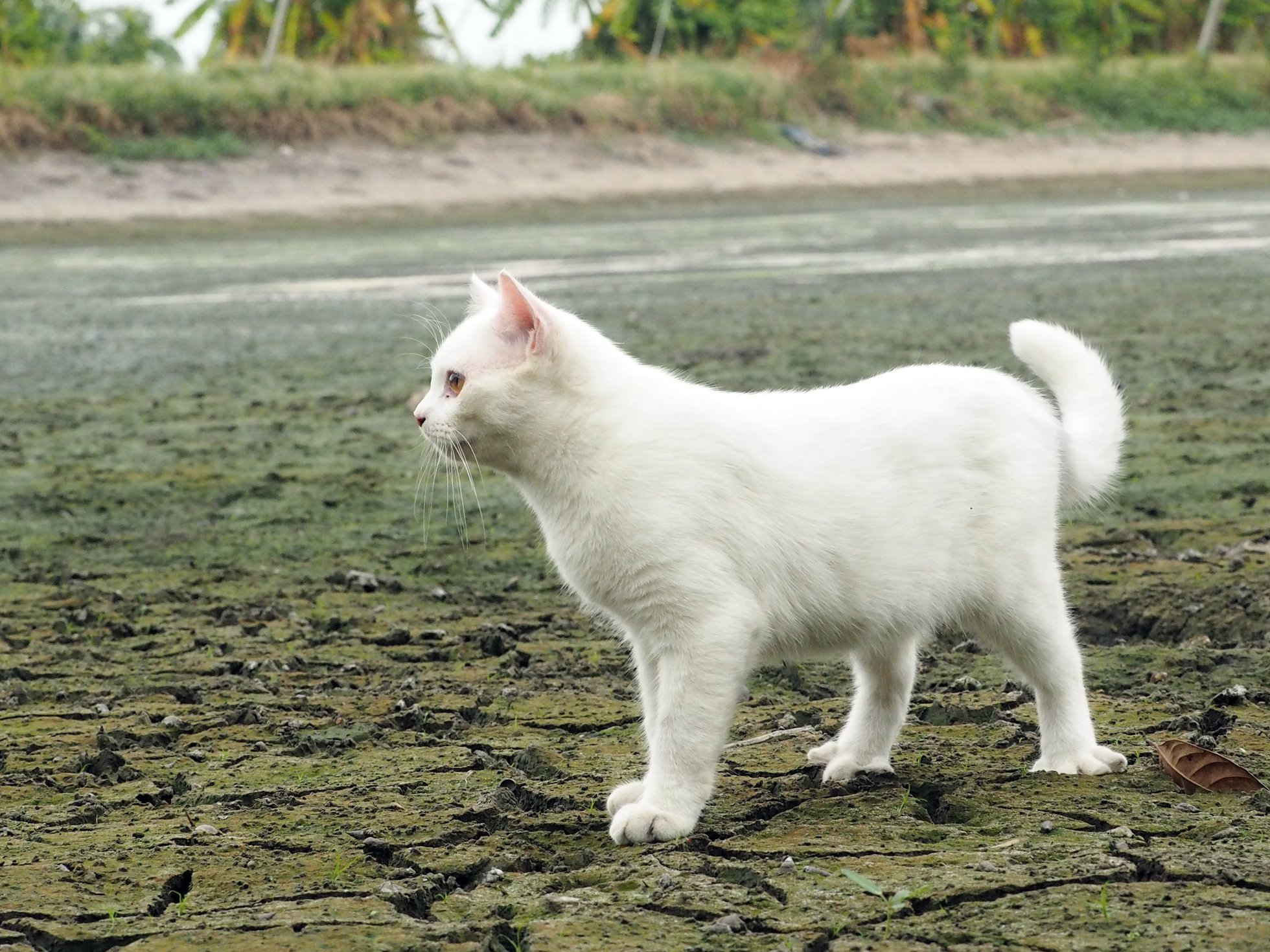 น้ำเคยนอง คลองแล้ง พอแห้งผาก 2