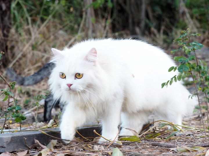 ทุกเย็นย่ำ ค่ำวัน ฉันละหน่าย 1