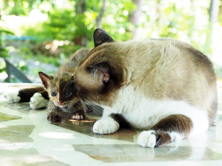 ชื่อมะพร้าว ขาวข้น ให้คนขำ 1