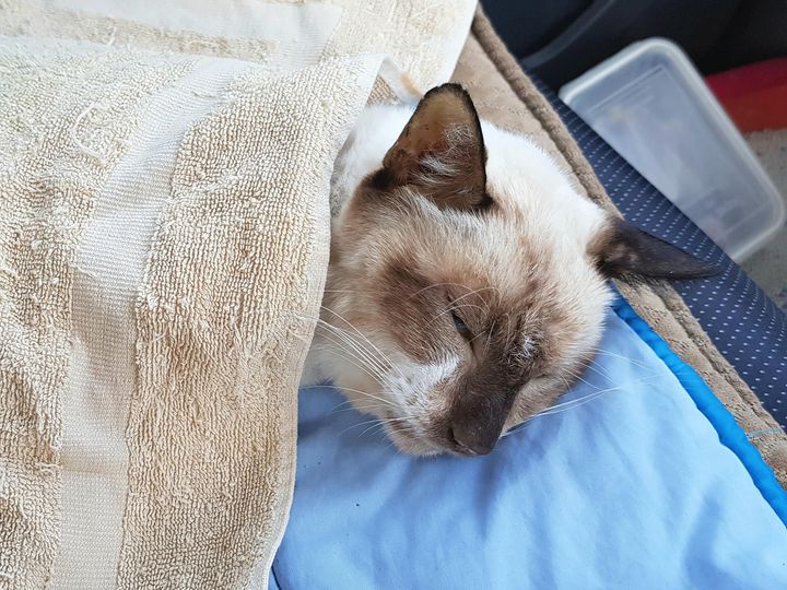 มีข่าวเสียใจครับ ลุงพร้าวตายแล้ว 1