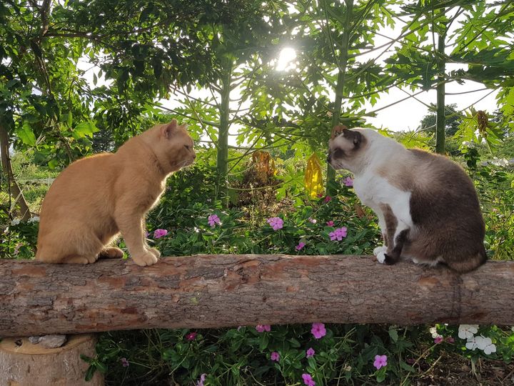 อย่าห่วงหลาน บ้านนี้ นะพี่พร้าว 1