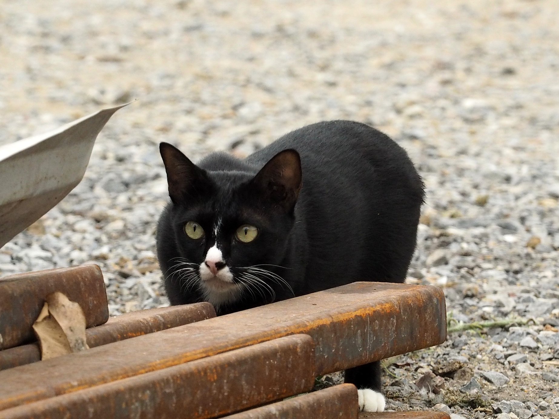 เพื่อนเราไป ไหนหมด ชักหดหู่ 1