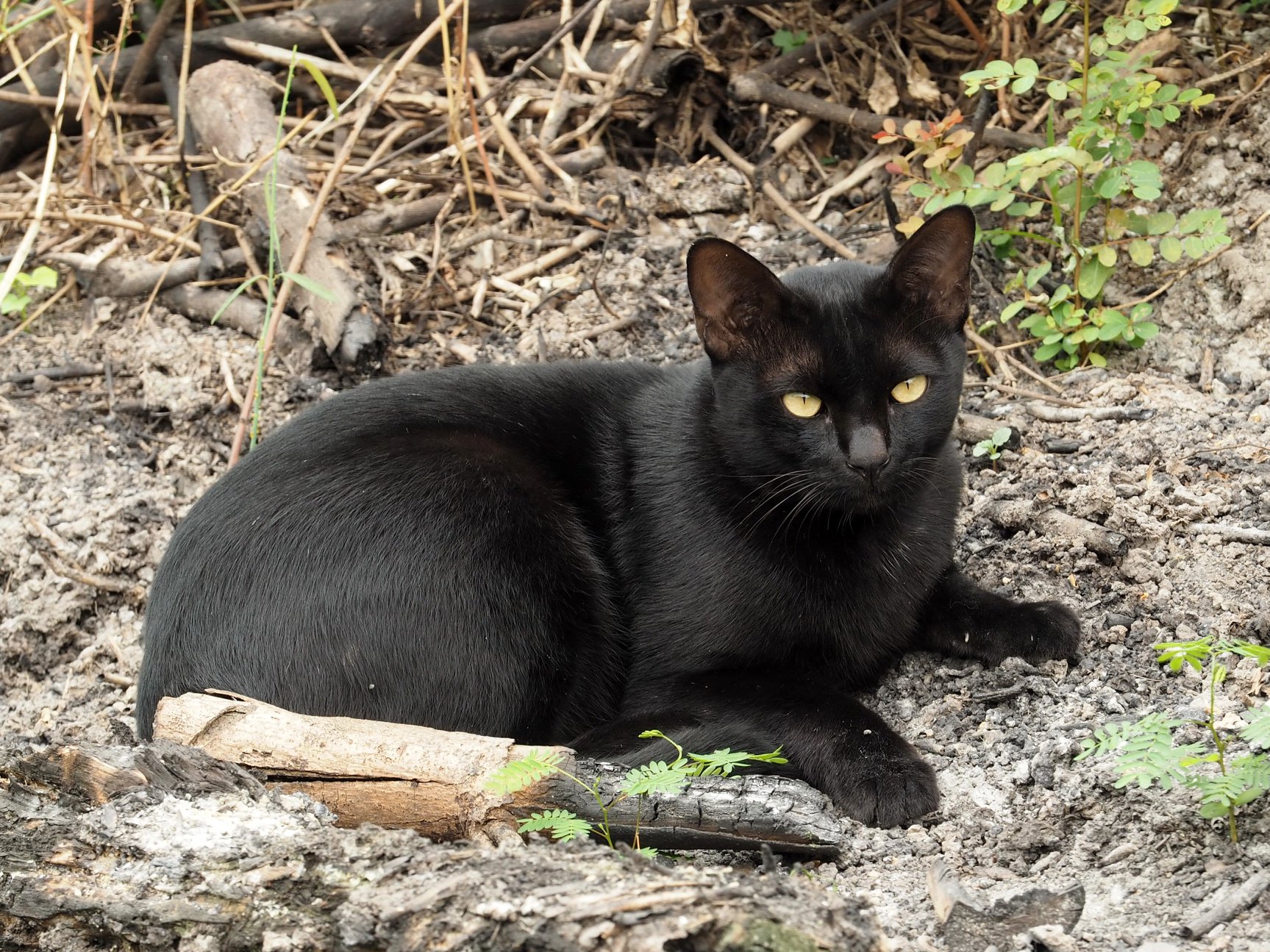 เพื่อนเราไป ไหนหมด ชักหดหู่ 3