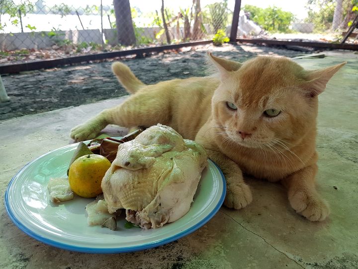 มาใช้เรา เฝ้าไก่ หลังไหว้เจ้า 1
