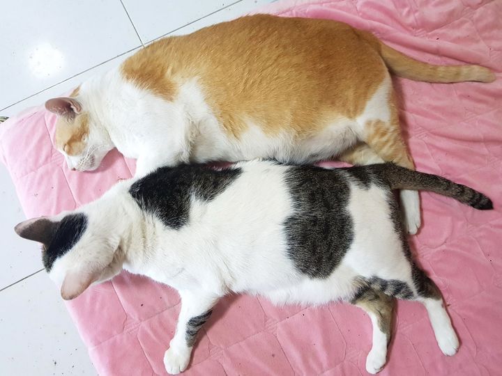 สิบหกโล โชว์กัน มันก็ท้อ 1