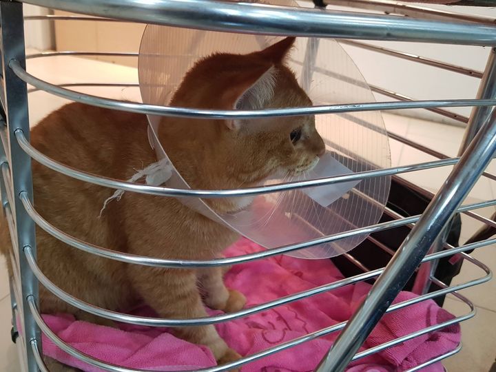 ตอนนี้ #ทองมา ถึงโรงพยาบาลแล้วครับ หลังจากพบหมอแล้วจะแจ้งอาการอีกครั้ง 1