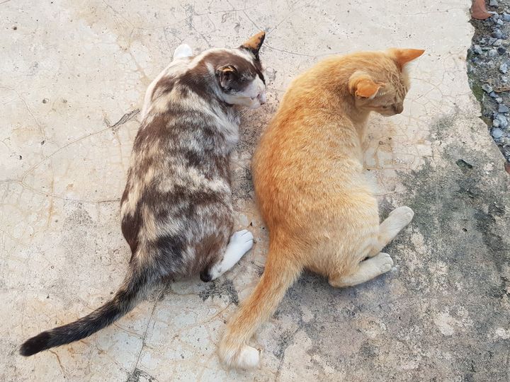 แม่กับแม่ แลที ก็ดีอยู่ 1
