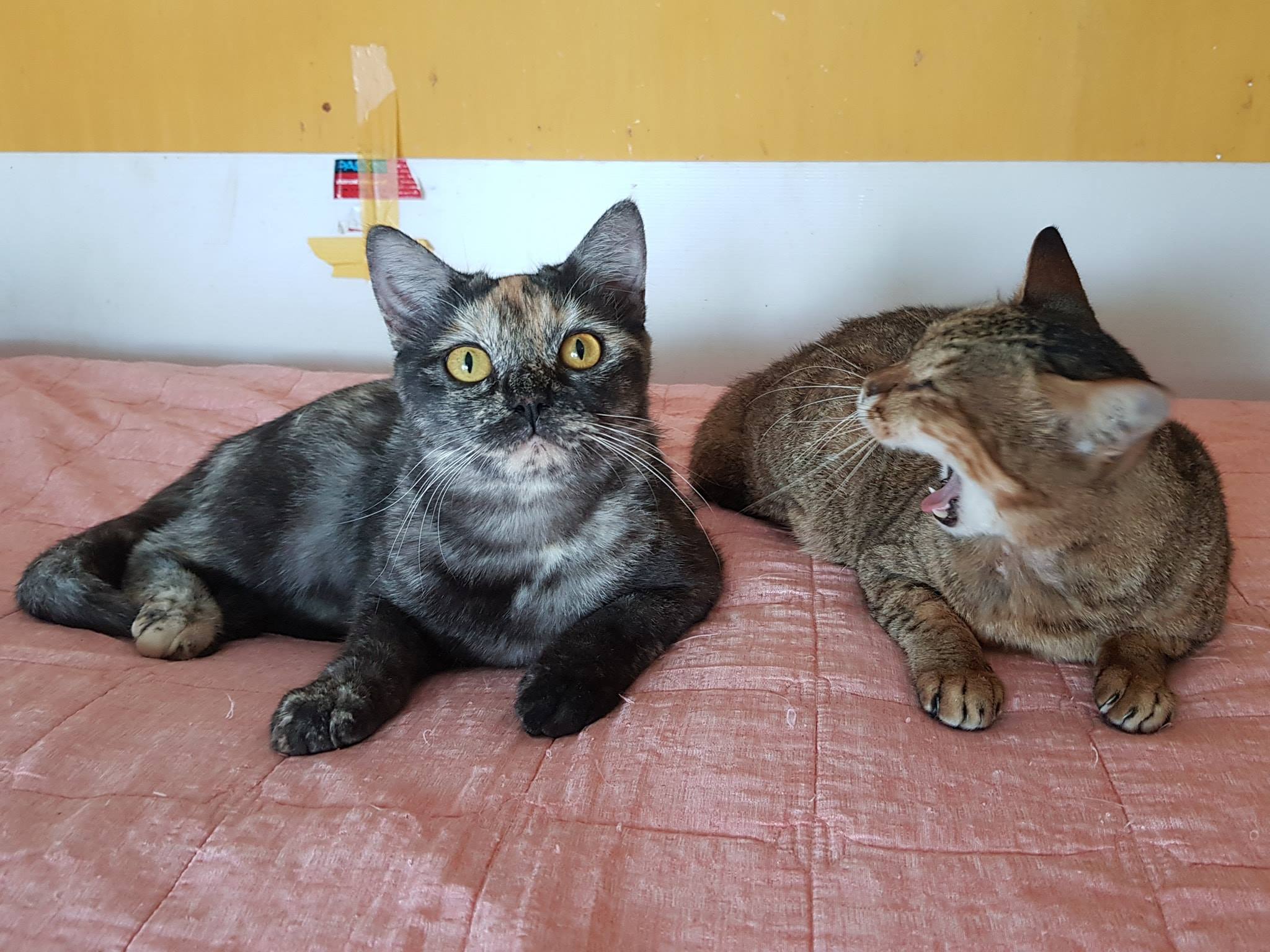 มานอนเรียง เคียงยาย พอคลายเหงา 1