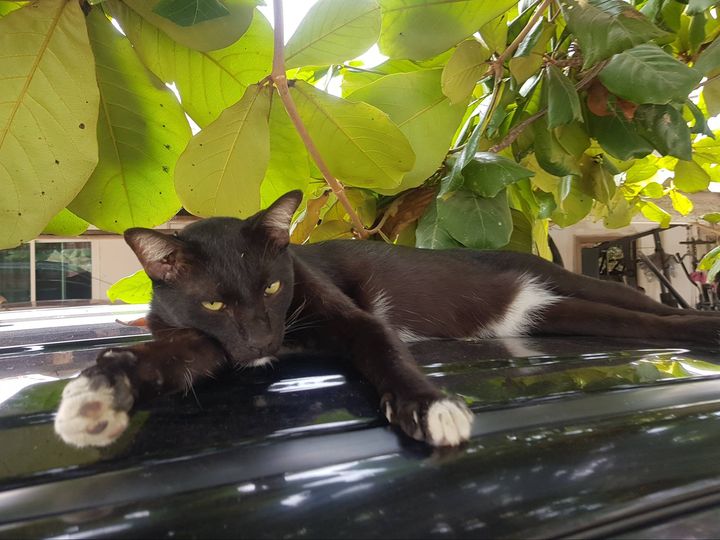 พี่เสือดำ ตำนาน ผู้สานฝัน 1