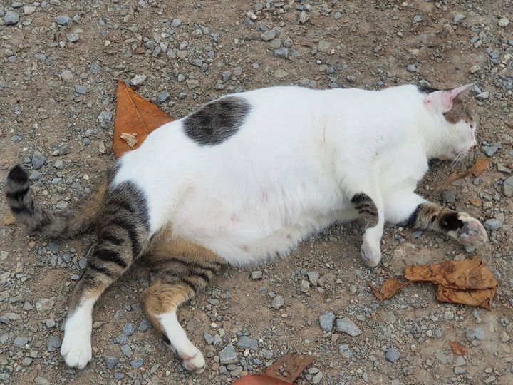 ใกล้สงกรานต์ บ้านทุ่ง เลยมุ่งซ้อม 1