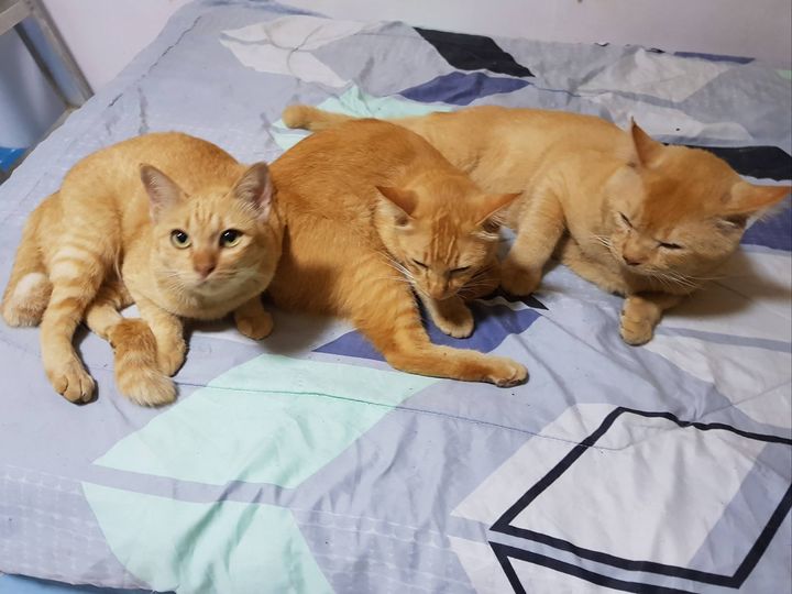 มัวตามหาทองหยิบตั้งแต่เย็น เพิ่งจะเจอครับ ไปเจอกำลังแอบซ่อนตัวจับเขียดอยู่ท้ายคล 1