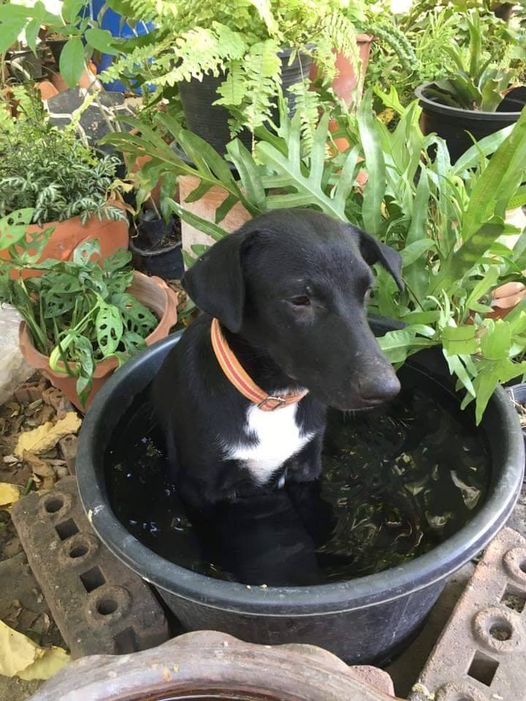 อากาศร้อน ขนุนก็รู้จักเอาตัวรอด 1